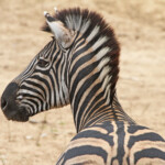 Zèbre des plaines (Mkuze)