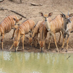 Nyala (Mkuze)