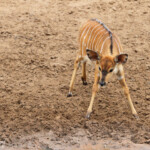 Nyala (Mkuze)