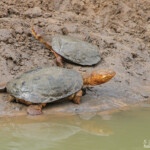 Marsh Terrapin, Pelomedusa subrufa, Mkuze - Afrique du Sud