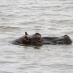 Hippopotame (Mkuze)