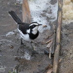 Bergeronnette pie (Mkuze)