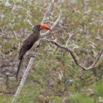 Calao couronné - Crowned Hornbill (Mkuze)