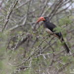 Calao couronné - Crowned Hornbill (Mkuze)