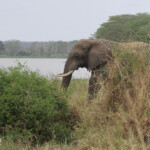Éléphant (Mkuze)