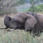 Eléphant (Mkuze) Svg+xml,%3Csvg%20xmlns%3D%22http%3A%2F%2Fwww.w3