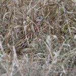 Francolin huppé - Crested Francolin (Mkuze)