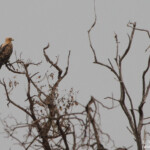 Aigle ravisseur (Mkuze)