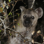 Hyène tachetée (Mkuze)