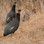 Pintade de Pucheran - Crested Guineafowl (Mkuze)