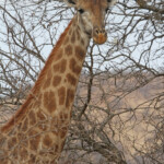 Girafe (Mkuze)