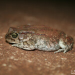 Guttoral Toad, Crapaud guttural, Amietophrynus gutturalis, Mkuze, Afrique du Sud