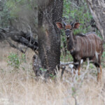 Nyala (Mkuze)