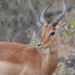 Impala-Mkuze