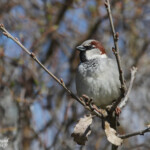 Moineau domestique (Sainte-Baume, 83)