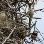 Moineau espagnol (Espagne)
