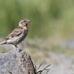 Moineau soulcie (Arménie)