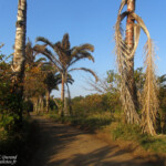 Mtuzini