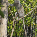 Vervet (Mtuzini)