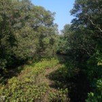 Mtuzini