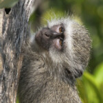 Vervet (Mtuzini)