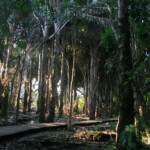 Mtuzini - Palm monument