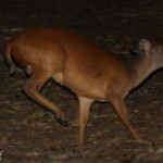 Céphalophe du Natal - red Duiker (Mtuzini)