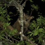 Galago à queue touffue (Mtuzini)