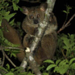 Galago à queue touffue (Mtuzini)