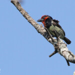 Barbican à collier (Mtuzini)