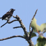 Barbican oreillard (Mtuzini)