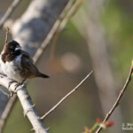 Capucin nonnette - bronze mannikin (Mtuzini)
