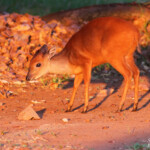 Céphalophe du Natal - red Duiker (Mtuzini) Svg+xml,%3Csvg%20xmlns%3D%22http%3A%2F%2Fwww.w3