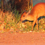 Céphalophe du Natal - red Duiker (Mtuzini) Svg+xml,%3Csvg%20xmlns%3D%22http%3A%2F%2Fwww.w3