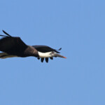 Cigogne épiscopale (Mtuzini)