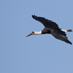 Cigogne épiscopale (Mtuzini)