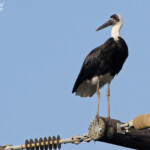 Cigogne épiscopale (Mtuzini)