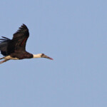 Cigogne épiscopale (Mtuzini)