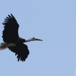 Cigogne épiscopale (Mtuzini)