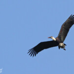 Cigogne épiscopale (Mtuzini)