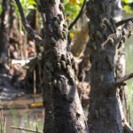 Coquillages (Mtuzini)