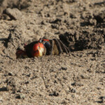 Crabe violoniste (Mtuzini)