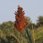 Vautour palmiste (Mtuzini)