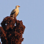 Vautour palmiste (Mtuzini)