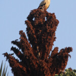 Vautour palmiste (Mtuzini)