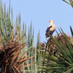 Vautour palmiste (Mtuzini)