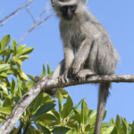 Vervet (Mtuzini)