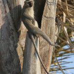 Vervet bleu (Mtuzini)