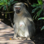Vervet (Mtuzini)