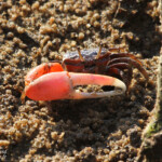 Crabe violoniste (Mtuzini)